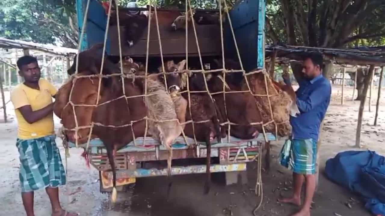 Cow smuggling: ৮টি গরু বোঝাই ট্রাক আটক পুলিশের, কত টাকায় গরু বিক্রি হয় বলেই দিলেন চালক Cow smuggling: ৮টি গরু বোঝাই ট্রাক আটক পুলিশের, কত টাকায় গরু বিক্রি হয় বলেই দিলেন চালক