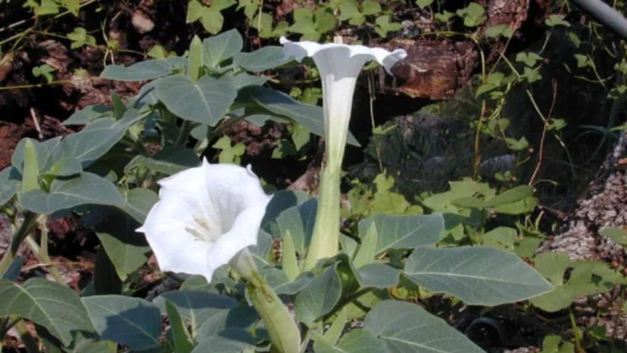 মাথায় হাত দিলেই পড়ছে চুল? ধুতরো ফুলেই লুকিয়ে ম্যাজিক সমাধান