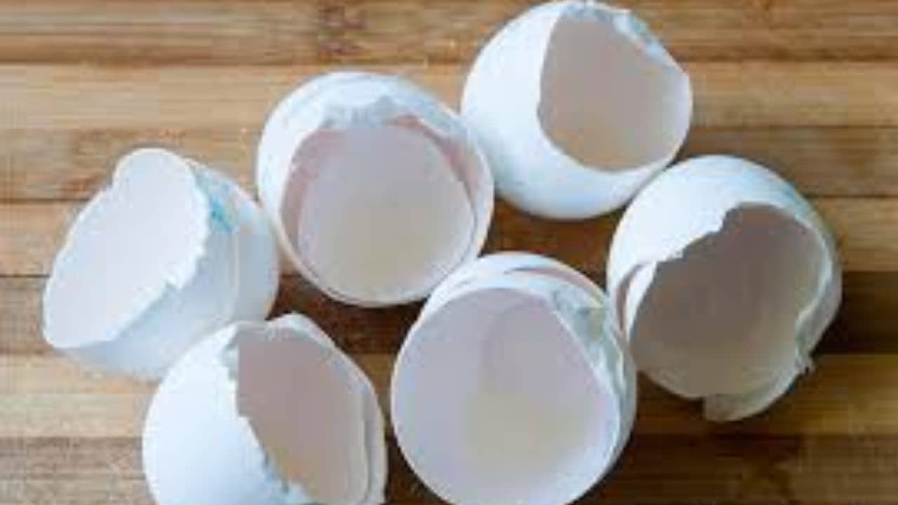 ডিমের খোসা ফেলে দিচ্ছেন? এর ব্যবহার জানলে চমকে উঠবেন