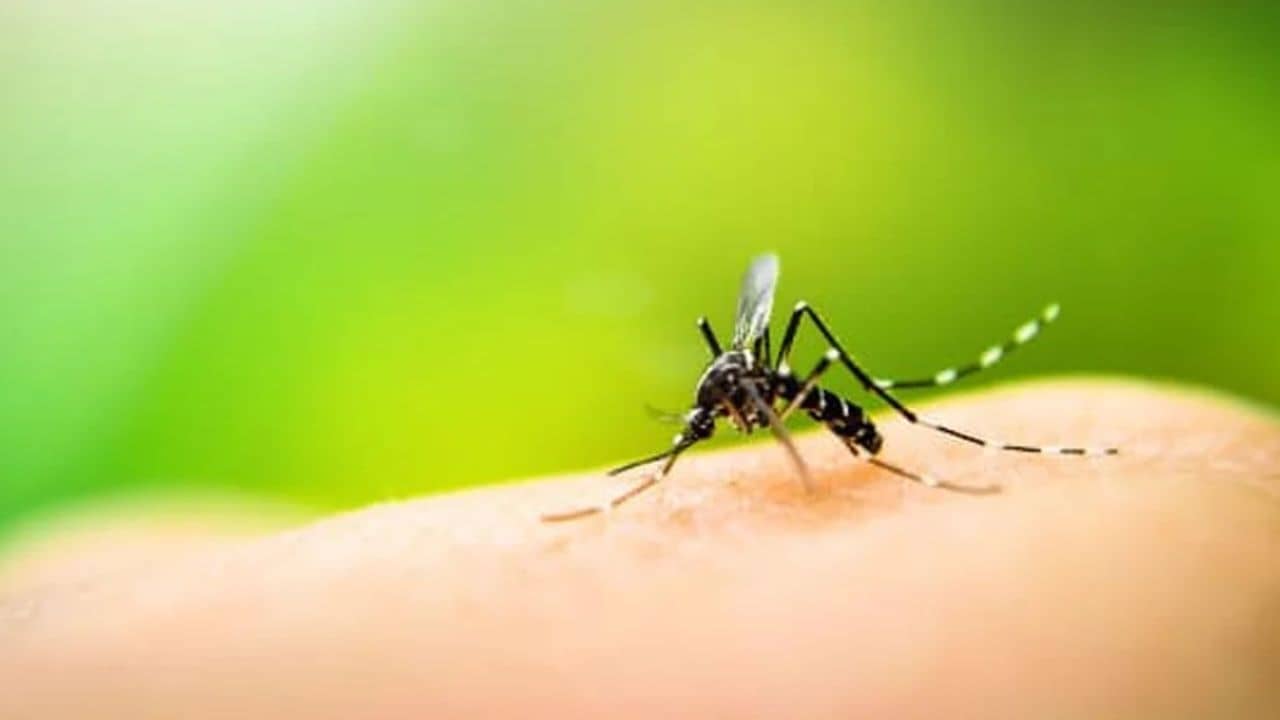 বাড়ি জুড়ে মশার তাণ্ডব? কামান নয়, সমাধান ঘরোয়া টোটকায়