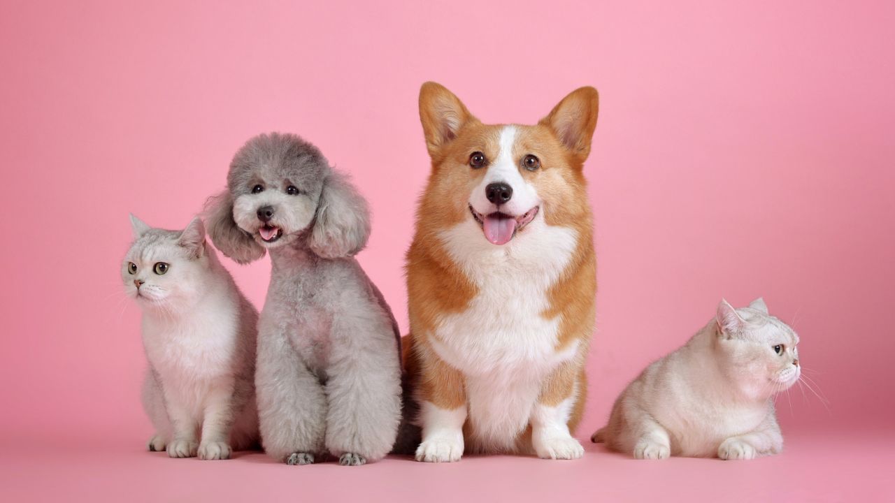 Pets: আপনার দৈনন্দিন জীবনের সঙ্গে কোন পোষ্য মানানসই, কী করে বুঝবেন?