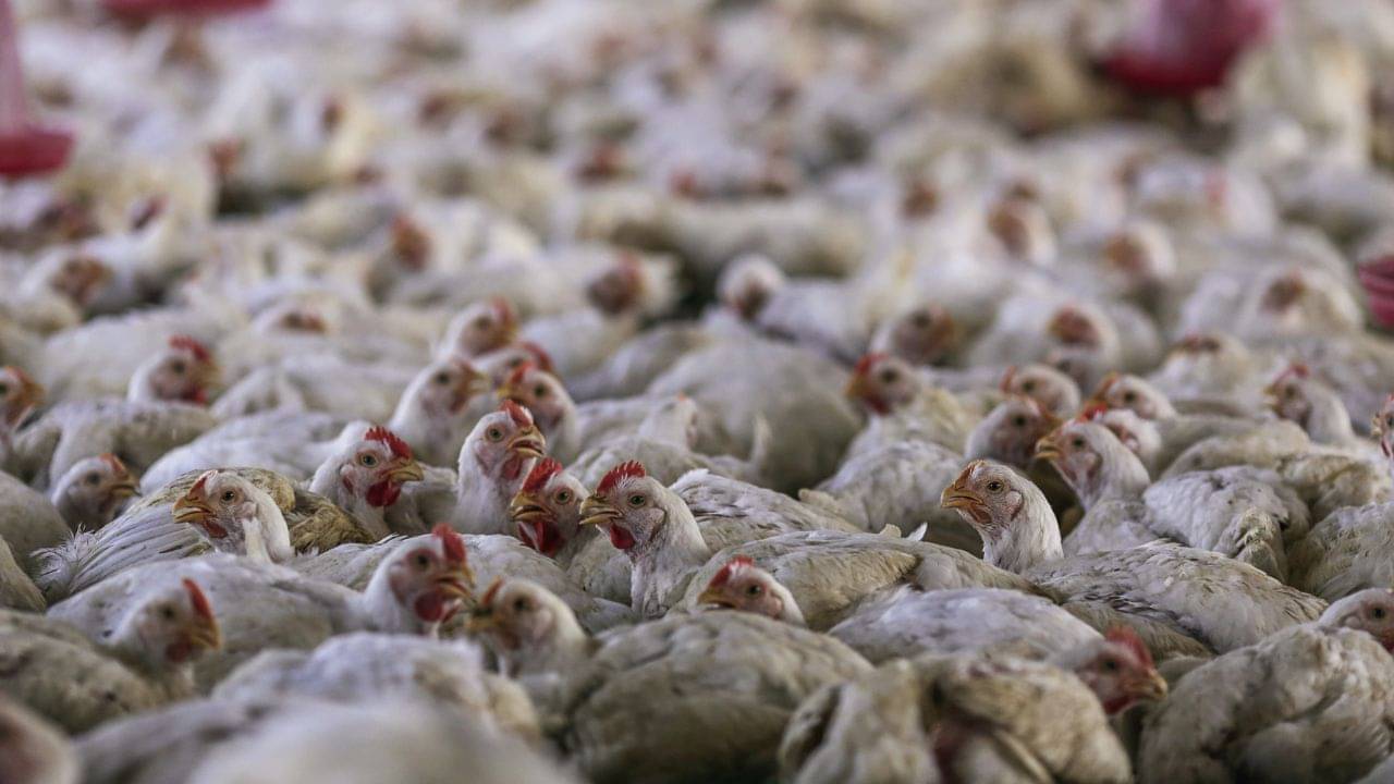 Chicken Price: কলকাতায় হু হু করে কমছে মুরগির মাংসের দাম, ডিমের ঘাটতি বাড়াচ্ছে উদ্বেগ