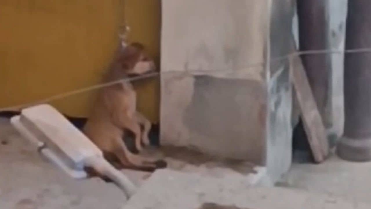 Burdwan: চেনে ঝোলানো ছোট্ট সারমেয় শাবক, দেড় ঘণ্টা কেটে গিয়েছে, মুখ দিয়ে ফ্যানা বেরচ্ছে.... ভয়ঙ্কর ছবি বর্ধমানে