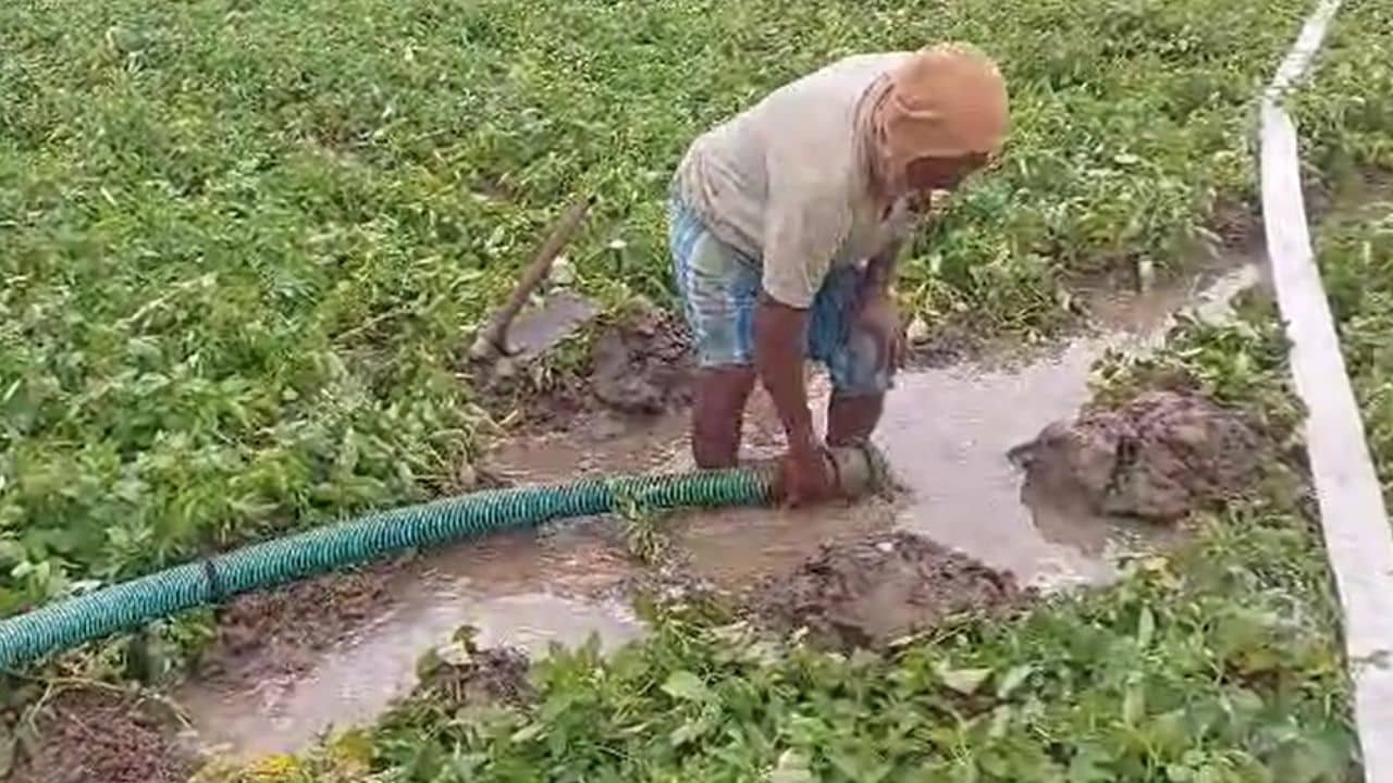 Patanjali: ভারতীয় কৃষিক্ষেত্রে বিপ্লব আনতে পারে কৃত্রিম বুদ্ধিমত্তা, বলছে পতঞ্জলির গবেষণা