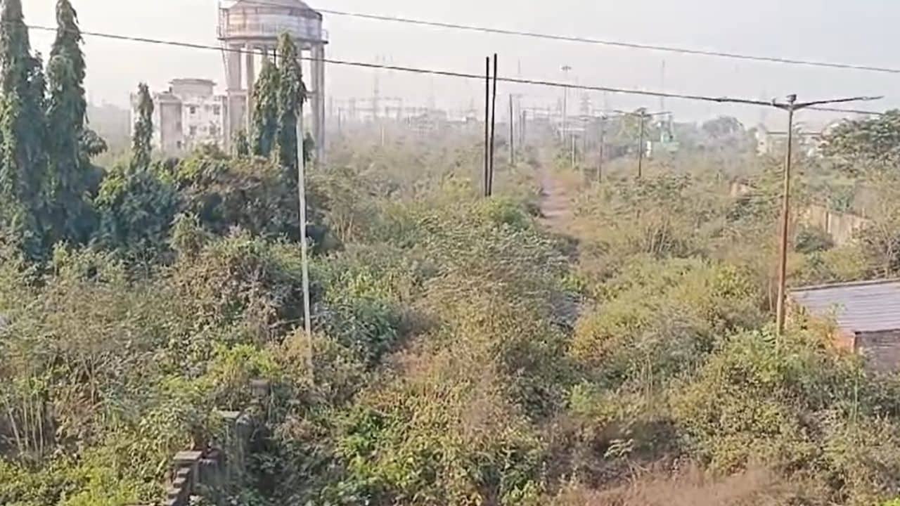 Murshidabad: এটা নাকি শিল্পতালুক! দিন, মাস, বছর যায়, রেজিনগরের ১৮৭ একর জুড়ে গজায় বুনো গাছ