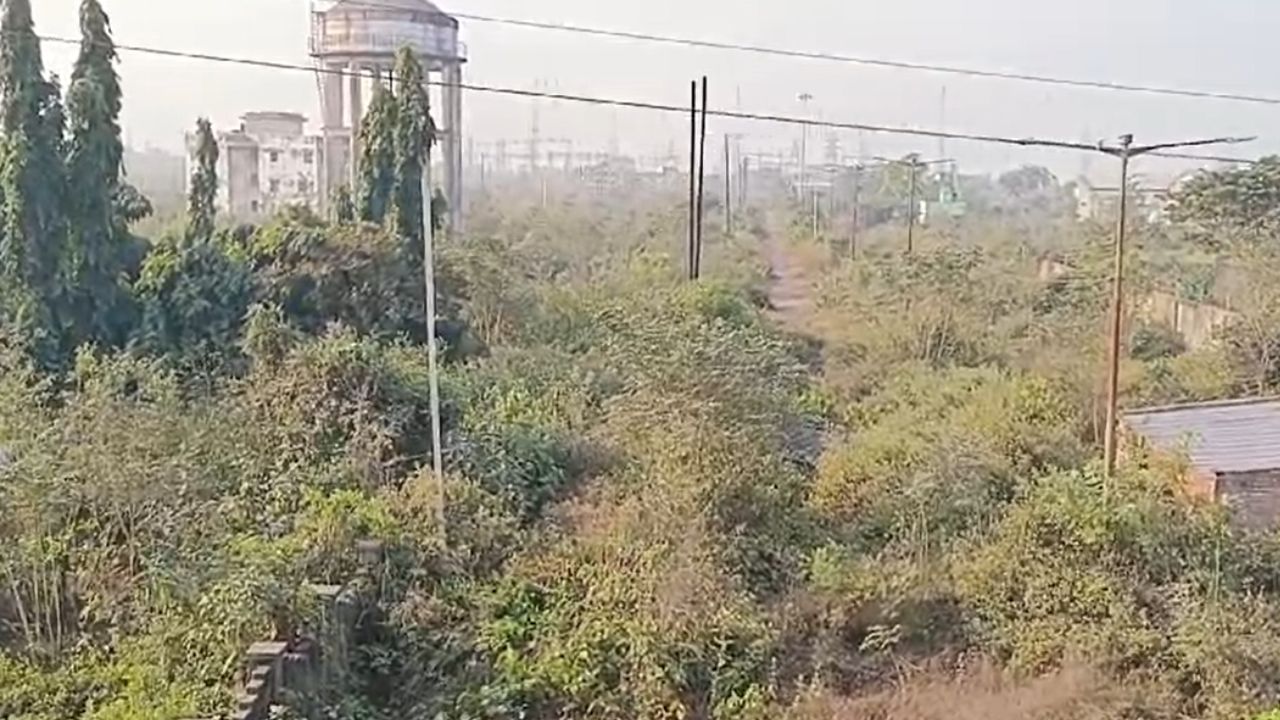 Murshidabad: এটা নাকি শিল্পতালুক! দিন, মাস, বছর যায়, রেজিনগরের ১৮৭ একর জুড়ে গজায় বুনো গাছ