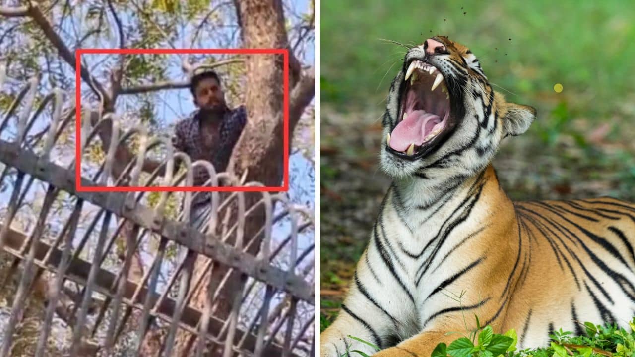 Lover Boy: গার্লফ্রেন্ডকে ইম্প্রেস করতে প্রাণের মায়া ত্যাগ করে বাঘের খাঁচায়! ভ্যালেন্টাইন উইকে মারাত্মক কাণ্ড