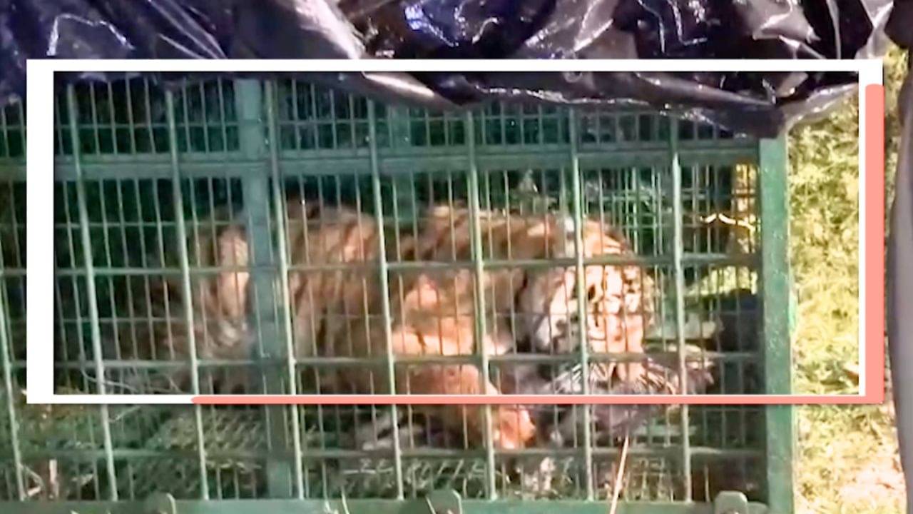 Tiger: তারিয়ে তারিয়ে ছাগল খাচ্ছিল মৈপীঠের সেই বাঘ, ঠিক ভোর সাড়ে ৩টে, বন্ধ হল খাঁচা