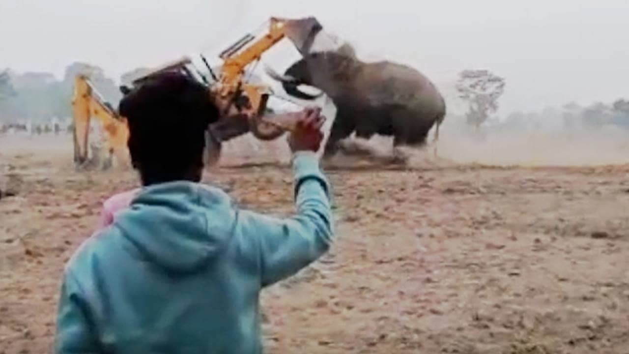 Elephant: উত্তরবঙ্গে হাতির সঙ্গে JCB-র ‘লড়াই’! ইন্ধন দিল কে? পুলিশ ধরল চালককে