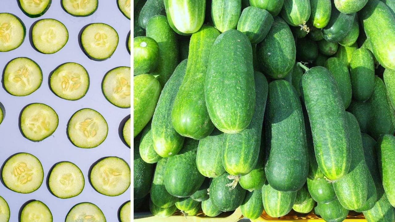 Cucumber: সকাল, দুপুর, রাত যখন তখন খাচ্ছেন শসা? সঠিক সময় না খেলে প্রাণঘাতী এই ফল!