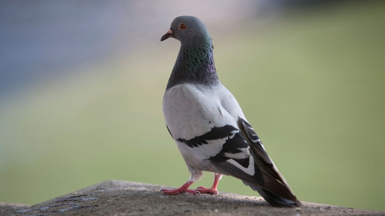 Pigeon Call: বাড়িতে রোজ পায়রার ডাক শুনতে পান? কীসের লক্ষণ জানেন? Pigeon Call: বাড়িতে রোজ পায়রার ডাক শুনতে পান? কীসের লক্ষণ জানেন?