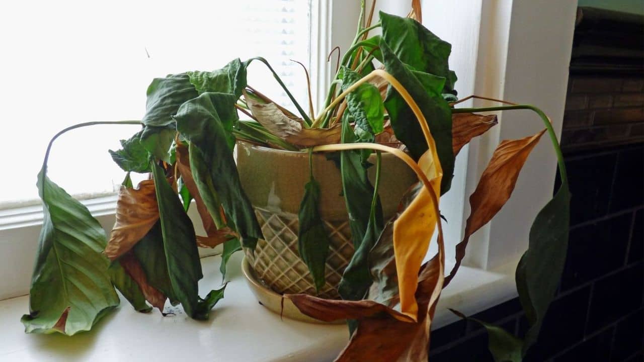 ঘরে গাছ রাখলেই মরে যাচ্ছে? নিয়ম করে এগুলো করছেন তো!