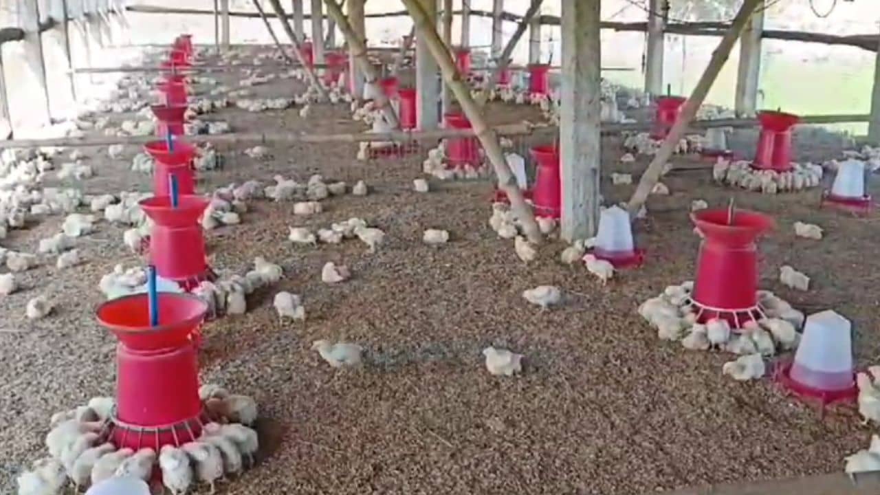 Bird Flu: বিশেষজ্ঞরা বলছেন বার্ড ফ্লু নয়, তাহলে এত মুরগি কেন মরছে বাংলায়?