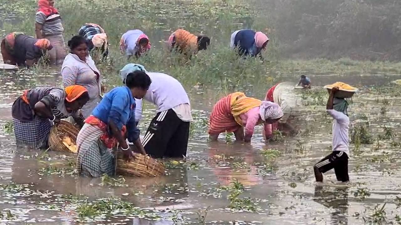 Potato Crisis: আর ক’টা দিন গেলেই ঘরে উঠত আলু! অকাল বন্যায় জলের তলায় প্রায় ১০০ বিঘা জমি, চাষিদের পাশে দাঁড়াতে রাতারাতি বড় সিদ্ধান্ত সরকারের