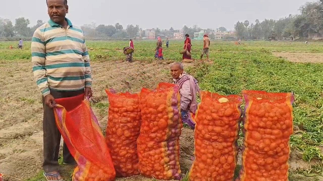 Potato Crisis: মাথায় বৃষ্টির ভ্রুকুটি, এখনও বাকি ফলন! বিক্রি করলে প্রতি কেজির দাম সাড়ে ৪ টাকারও কম! কী হবে এত আলুর?