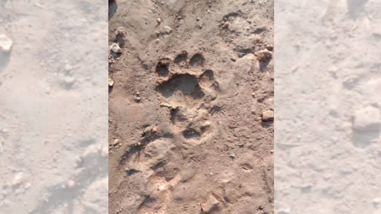 Tiger Panic: ফের আতঙ্ক ছড়াল বাঘের, দেখা গেল পায়ের ছাপ