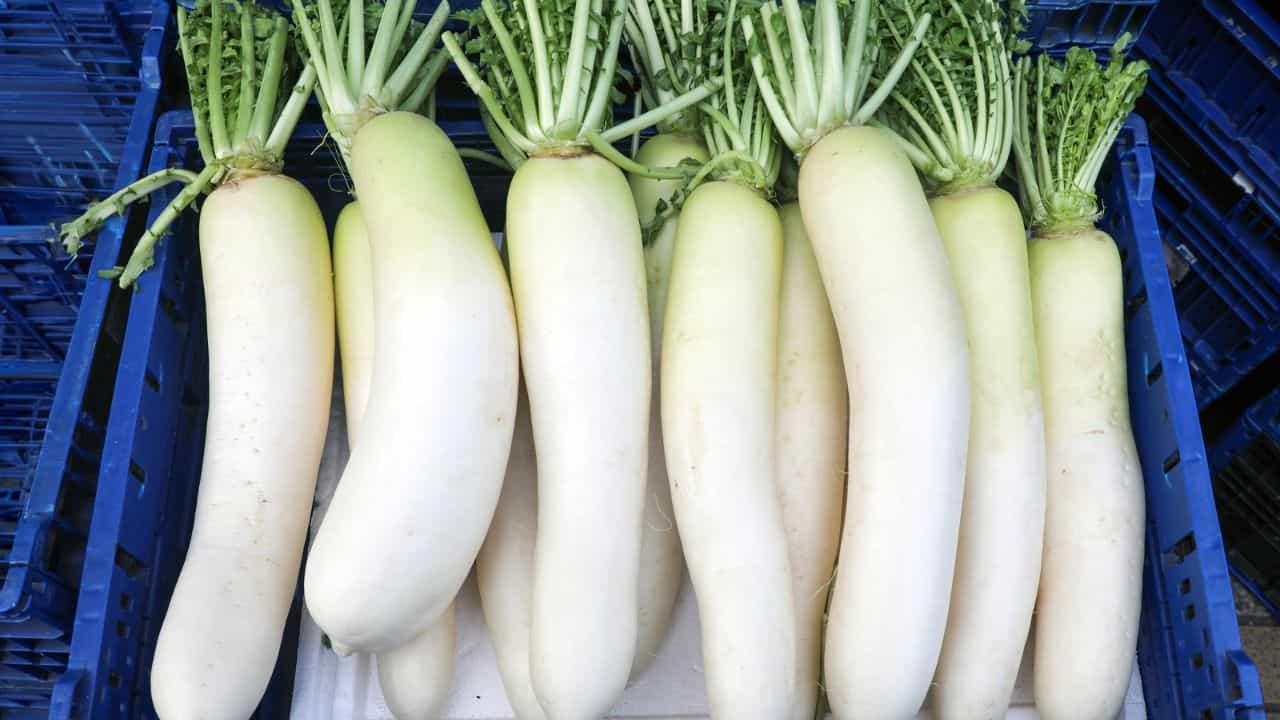 Radish Health Effects: শীতকালে প্রাণ ভরে মুলো খান, কী কী উপকার হয় জানেন? Radish Health Effects: শীতকালে প্রাণ ভরে মুলো খান, কী কী উপকার হয় জানেন?