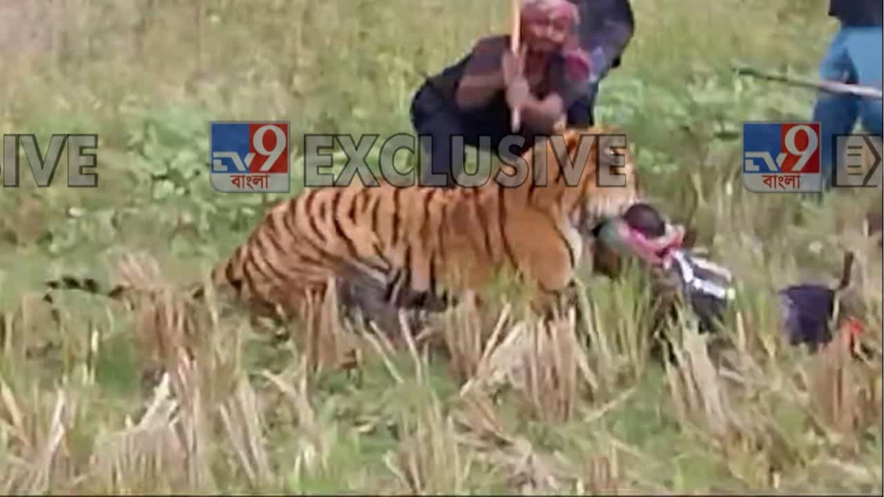 Royal Bengal Tiger Attack VIDEO: রয়্যাল বেঙ্গলের মুখে বনকর্মীর মাথা, লাঠির আঘাত খেয়েও ছাড়ল না কামড়...মৈপীঠে হাড়হিম করা দৃশ্য Royal Bengal Tiger Attack VIDEO: রয়্যাল বেঙ্গলের মুখে বনকর্মীর মাথা, লাঠির আঘাত খেয়েও ছাড়ল না কামড়...মৈপীঠে হাড়হিম করা দৃশ্য