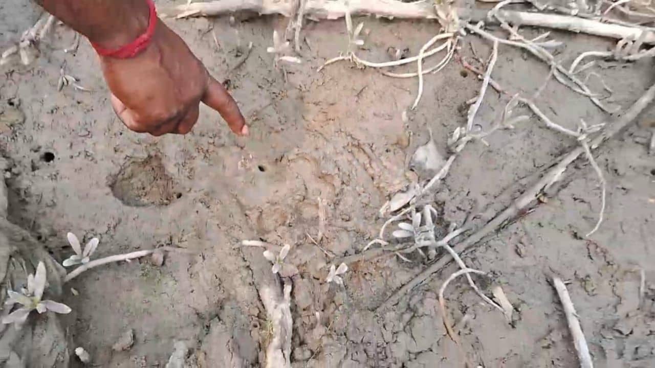 Kultali: সাঁতরে চলে এল লোকালয়ে, আবার কুলতলিতে বাঘের আতঙ্ক