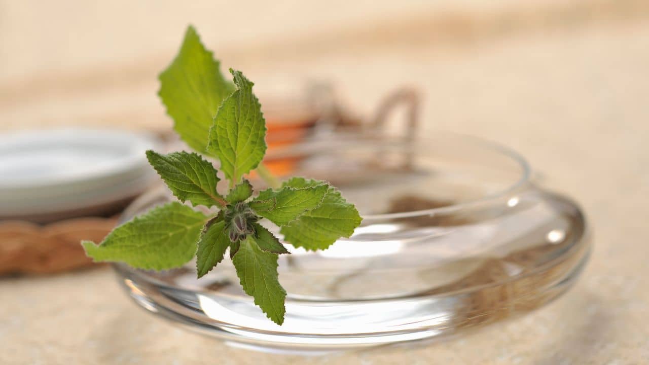 Tulsi Water: রোজ সকালে এক গ্লাস তুলসীর জল, ১০ দিন খেলেই বদলাবে ভাগ্যের চাকা!