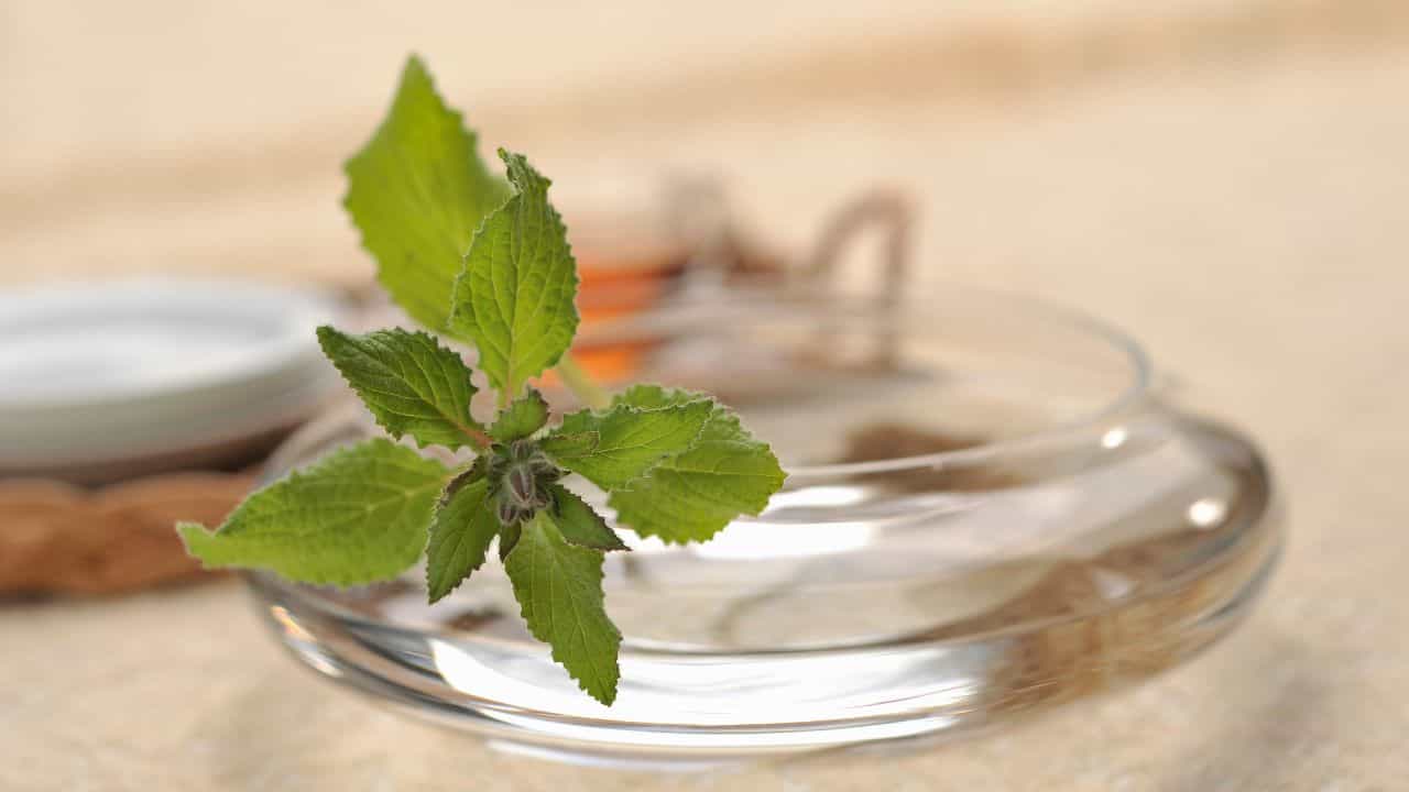 Tulsi Water: রোজ সকালে এক গ্লাস তুলসীর জল, ১০ দিন খেলেই বদলাবে ভাগ্যের চাকা! Tulsi Water: রোজ সকালে এক গ্লাস তুলসীর জল, ১০ দিন খেলেই বদলাবে ভাগ্যের চাকা!