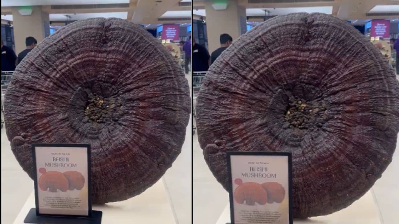 Mushrooms: এক পিস মাশরুম ৫ লাখ! অবাক হওয়ার আগে জেনে নিন কেন এত দাম?