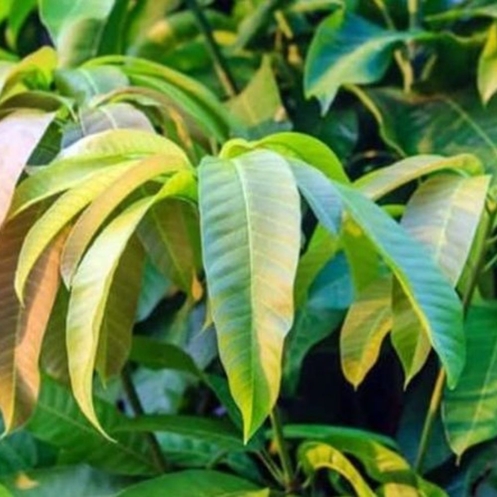 প্রথমেই যে বিষয়টি গুরুত্বপূর্ণ, তা হল সরস্বতী পুজোর উপাদান। অনেক বাড়িতে প্রতিমা পুজো হয়। তা হলে যা যা উপাদান লাগবে সেগুলি হল - সরস্বতী দেবীর মূর্তি, সাদা কাপড়, ফুল (পলাশ ফুল আবশ্য), আমপাতা, আমপল্লব বেলপাতা,কাঁচা হলুদ, সিঁদুর, চাল, ধান, দূর্বা, ফল পাঁচ ধরনের (কলা ও নারকেল আবশ্যক), কলস, সুপুরি, পানপাতা, ধুপকাঠি, প্রদীপ, দুধ, খাগের কলম ও দোয়াত।
