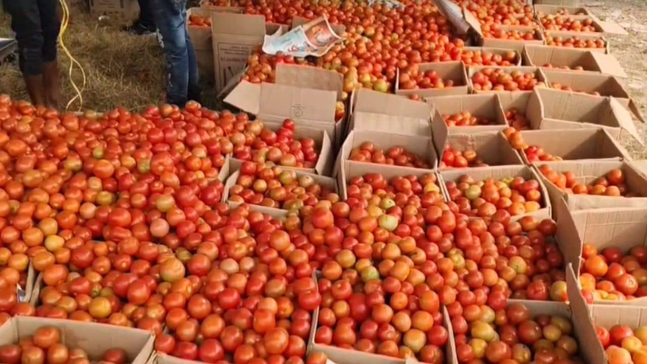 Tomato: এক কেজি টম্যাটো ১ টাকা, মাঠেই নষ্ট হচ্ছে ফসল, নিরুপায় চাষিরা