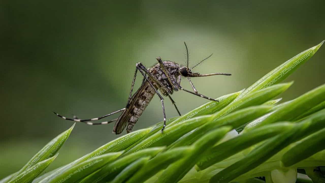 মশা মারতে কামান দাগা, এই কথাটা শুনেছেন অনেকে। কিন্তু মশা মারলে টাকা পাওয়া যাবে, এমন শুনেছেন কখনও