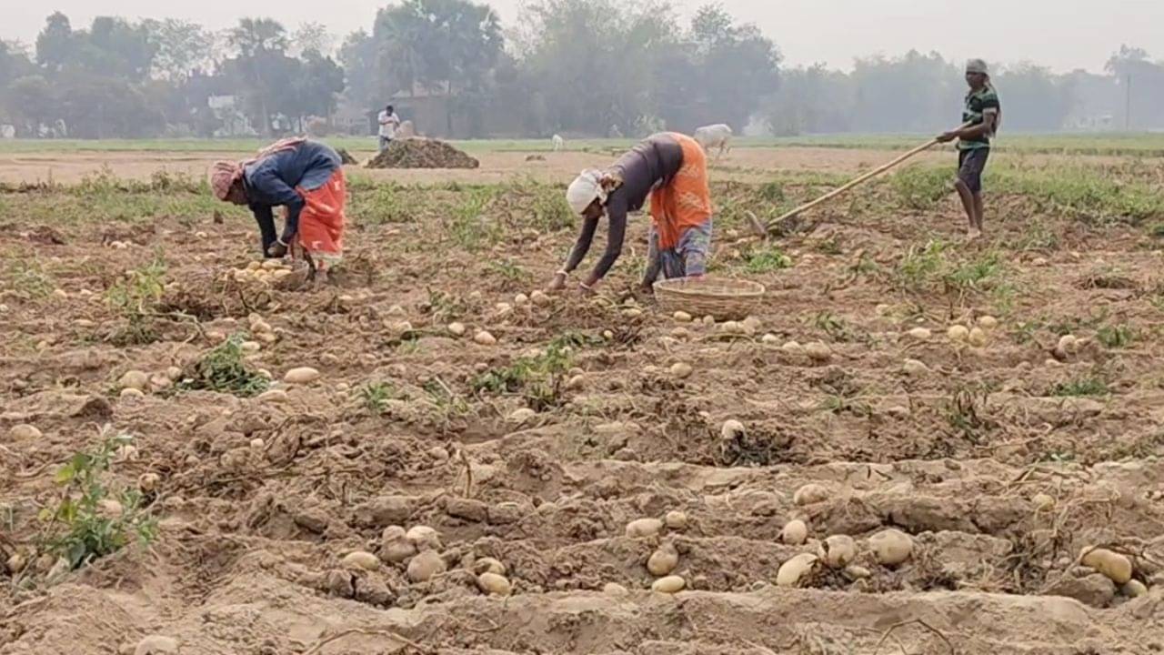 Potato: বিক্রি করে চাষের খরচ উঠবে না, মাঠেই পড়ে আলু, বৃষ্টির আশঙ্কায় মাথায় হাত চাষিদের