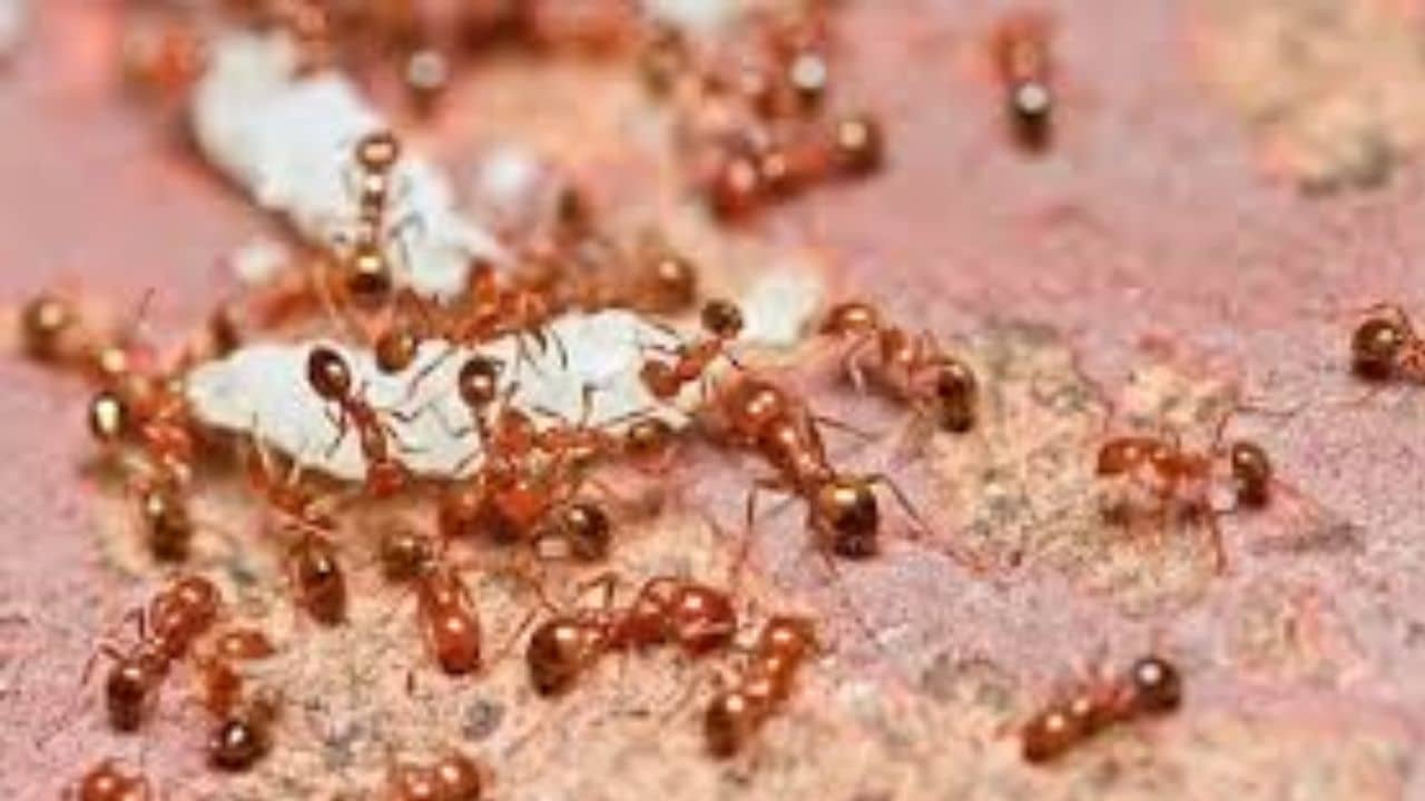 এই এক টোটকাতেই লাল পিঁপড়ের জীবনে লাল আলো জ্বলে যাবে, ৫ মিনিটে বংশ হবে ধ্বংস