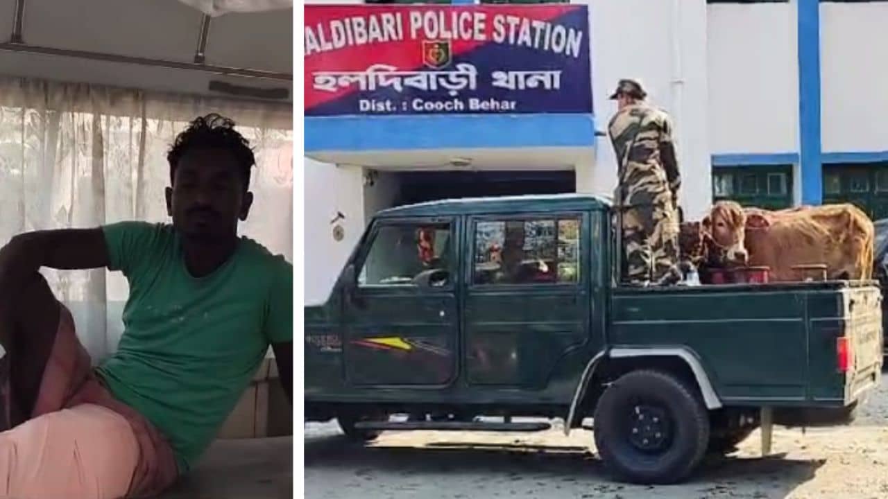 BSF: গরু পাচার করতে যাচ্ছিল, বুঝিয়ে দিল BSF