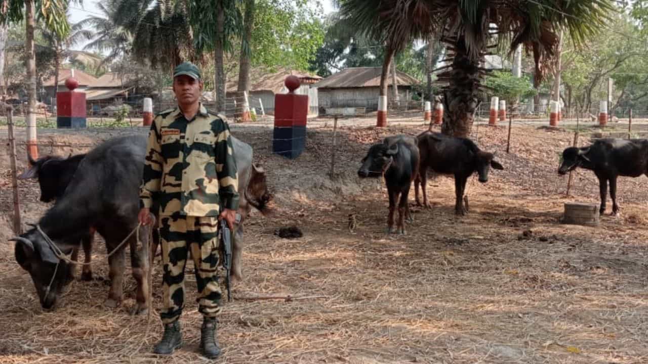 BSF: সীমান্তে গরু পাচারের চেষ্টা রুখতেই জওয়ানদের উপর ঝাঁপিয়ে পড়ল পাচারকারীরা, উপযুক্ত জবাব দিল বিএসএফ BSF: সীমান্তে গরু পাচারের চেষ্টা রুখতেই জওয়ানদের উপর ঝাঁপিয়ে পড়ল পাচারকারীরা, উপযুক্ত জবাব দিল বিএসএফ