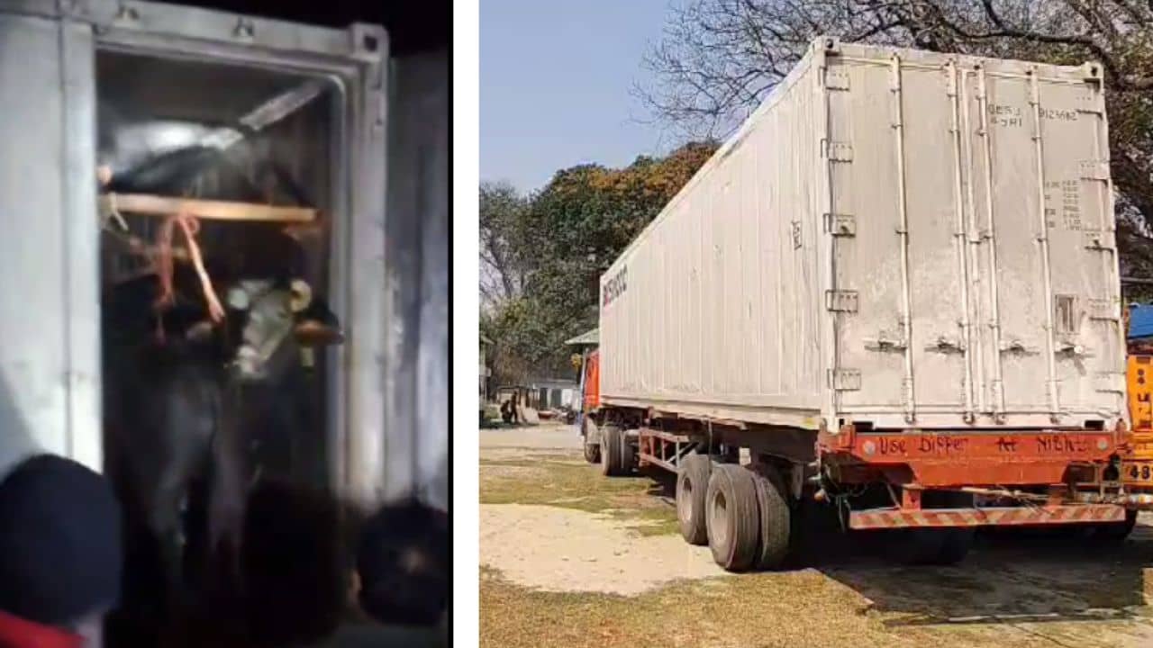 Cow trafficking: AC-তে গাড়িতে করে মোষ পাচারের চেষ্টা বাংলায়!