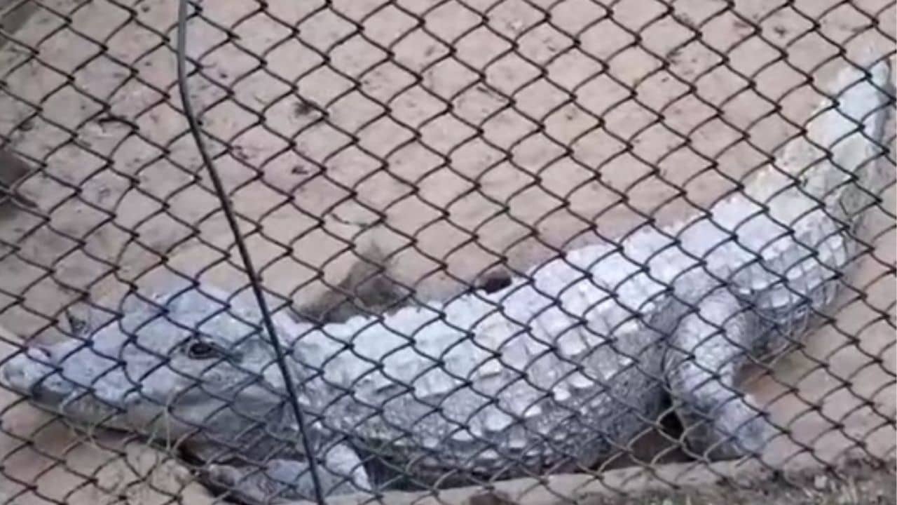 Burdwan: চিড়িয়াখানায় কুমিরের মৃত্যু, একসঙ্গে চর্মরোগে আক্রান্ত তিন চিতা বাঘ... হলটা কী?