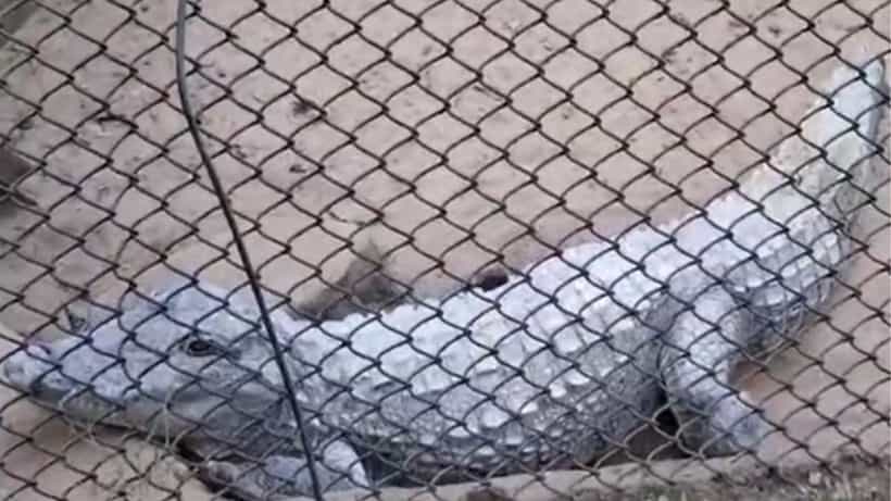 Burdwan: চিড়িয়াখানায় কুমিরের মৃত্যু, একসঙ্গে চর্মরোগে আক্রান্ত তিন চিতা বাঘ... হলটা কী?