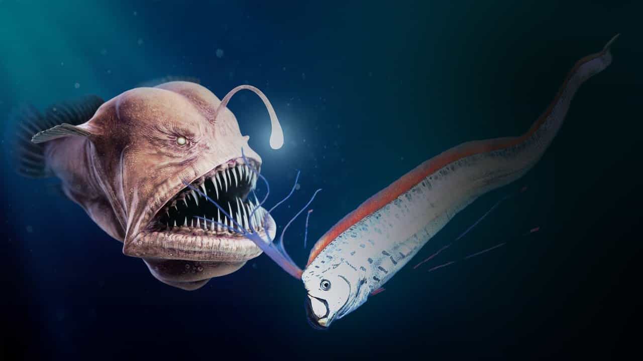 Deep Sea fish: ভূমিকম্পেই সিঁদুরে মেঘ! প্রলয়ের আগাম আঁচ পাচ্ছে ওরা? কেন সমুদ্রের অতল গহ্বর থেকে উঠে আসছে ভয়ঙ্কর সব প্রাণীরা? Deep Sea fish: ভূমিকম্পেই সিঁদুরে মেঘ! প্রলয়ের আগাম আঁচ পাচ্ছে ওরা? কেন সমুদ্রের অতল গহ্বর থেকে উঠে আসছে ভয়ঙ্কর সব প্রাণীরা?