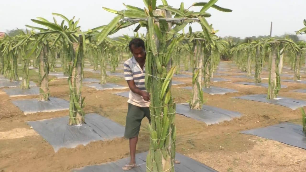 Dragon Fruit: আলু-পটল নয়, বিদেশি এই ফল চাষ করে মাসে লক্ষাধিক টাকা আয় করছেন সুব্রত