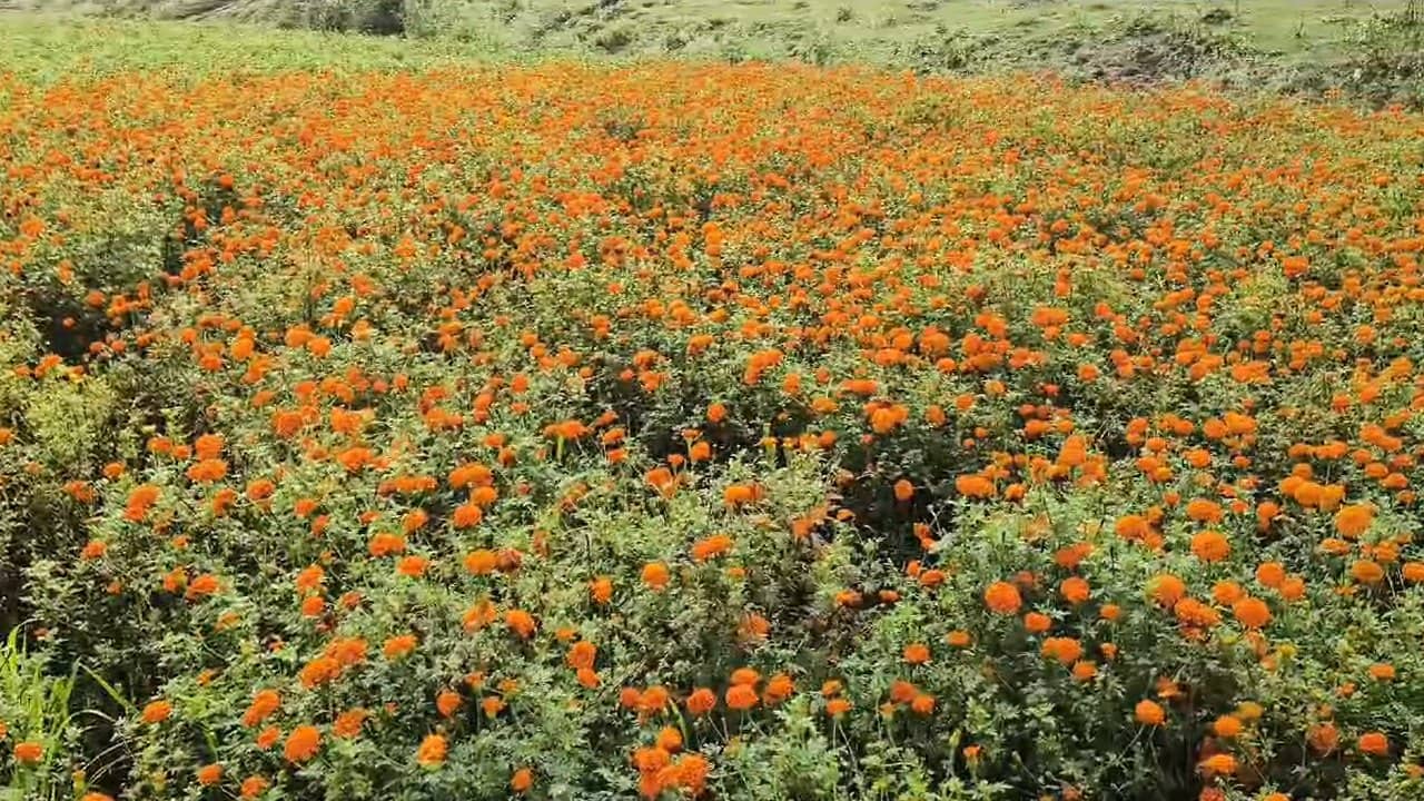 Flower Valley: শিলাবৃষ্টির সঙ্গে গোদের উপর বিষফোঁড়া নিম্নচাপ! লাগাতার বৃষ্টিতে তছনছ হয়ে গেল বাংলার ‘ফুলের উপত্যকা’