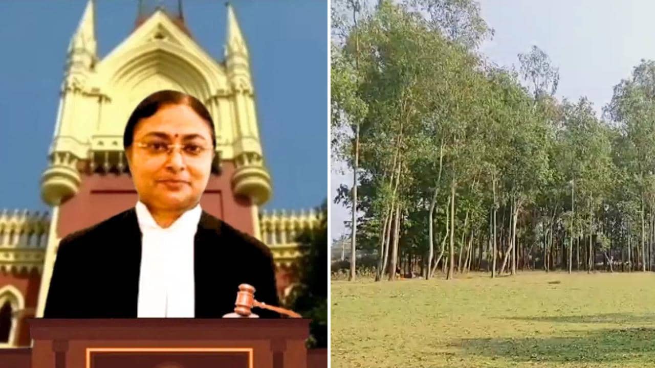 Calcutta High Court: ১৬ লক্ষের নিলামে হাজারের বেশি গাছ, জঙ্গল নিধনে হাইকোর্ট স্থগিতাদেশ দিতেই সুর বদল পঞ্চায়েতের