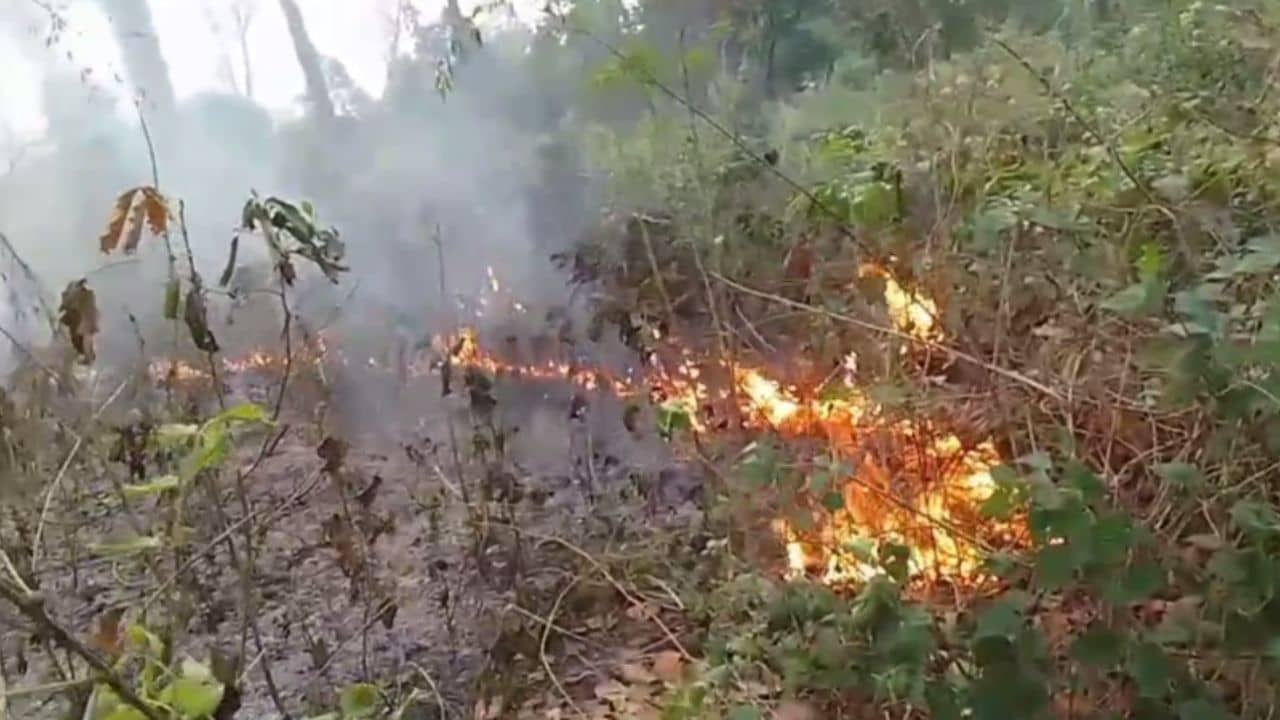 Fire: দাউদাউ করে আগুনে জ্বলল চালসার টিয়া বনের জঙ্গল, পুড়ে খাক চারপাশ