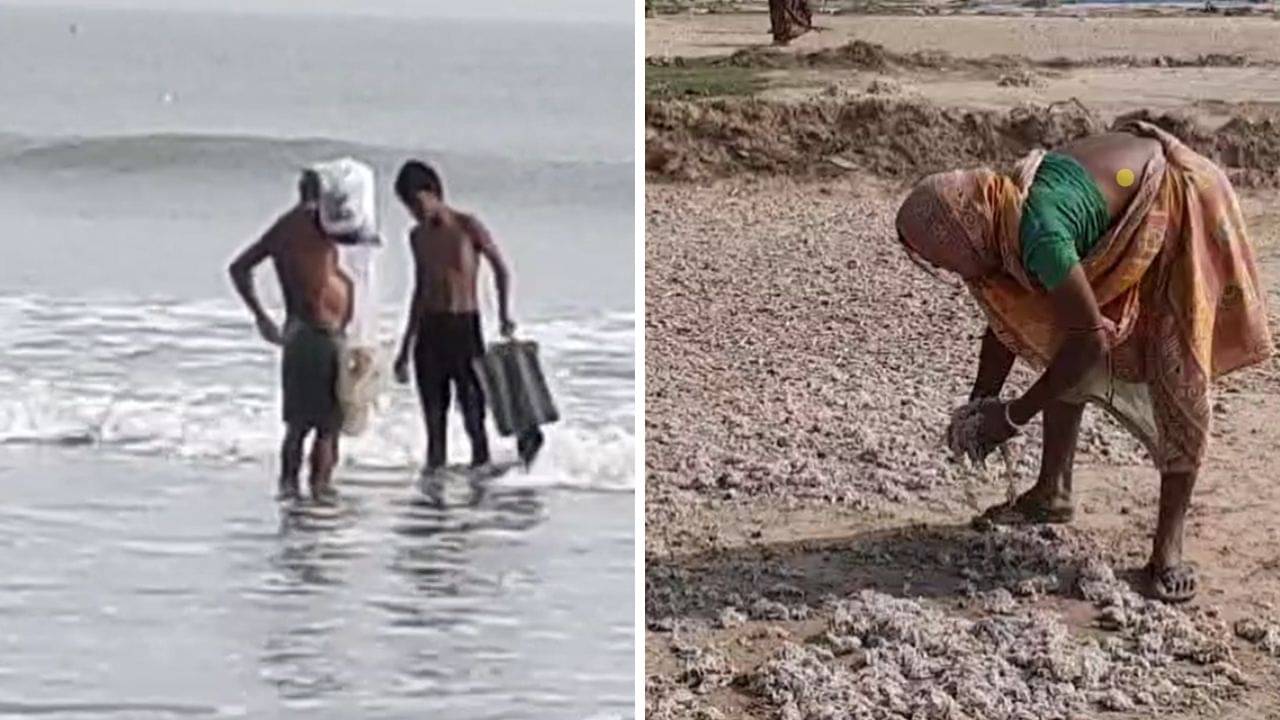 Digha: হু হু করে পড়ছে শুঁটকি মাছের দাম, মন্দারমণির গোডাউনে পড়ে কেজি কেজি শুঁটকি, কারণটা কী