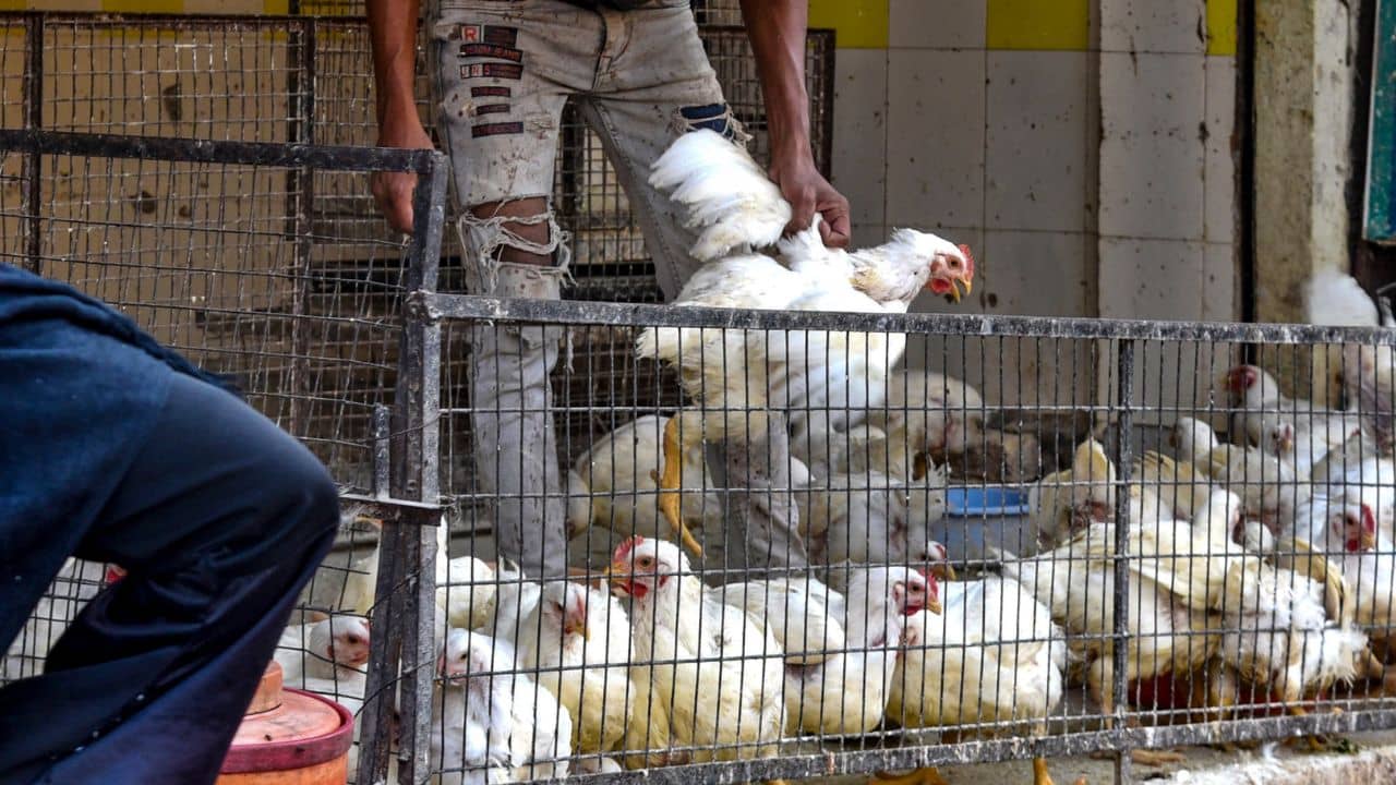 Bird Flu: বাংলার দোরগোড়ায় হাজির বার্ড ফ্লু, মুরগির মাংস কি সত্যিই খাওয়া যাবে না? যা জানাচ্ছে প্রশাসন