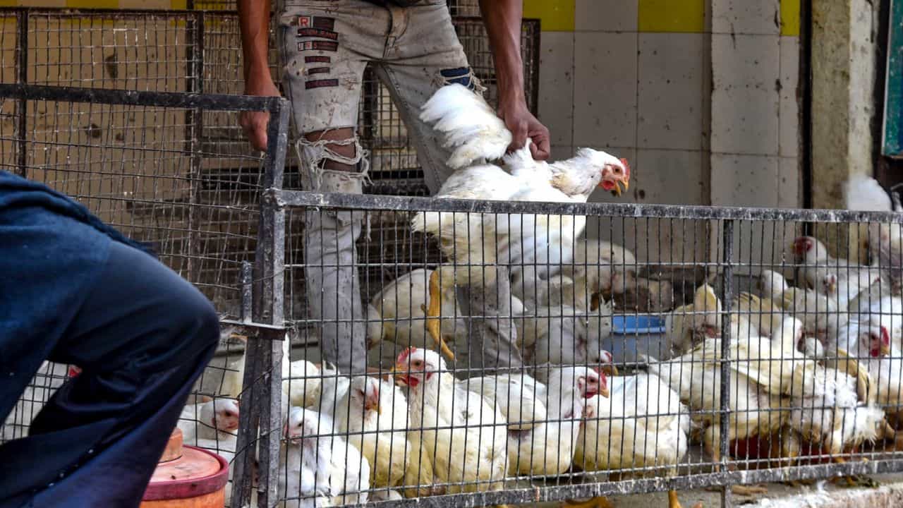 Bird Flu: বাংলার দোরগোড়ায় হাজির বার্ড ফ্লু, মুরগির মাংস কি সত্যিই খাওয়া যাবে না? যা জানাচ্ছে প্রশাসন Bird Flu: বাংলার দোরগোড়ায় হাজির বার্ড ফ্লু, মুরগির মাংস কি সত্যিই খাওয়া যাবে না? যা জানাচ্ছে প্রশাসন
