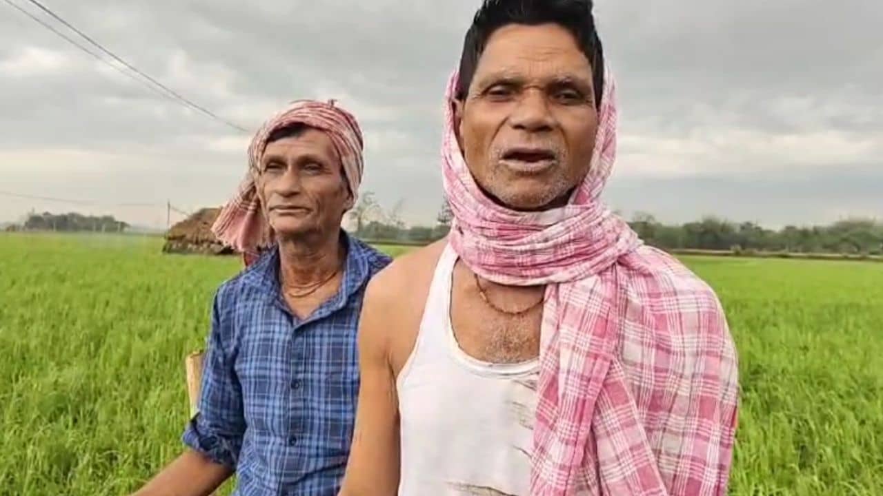 Farming: লোন নিয়ে চাষ করেছিলাম... সব শেষ, জমিতে ধানই নেই! দিশেহারা চাষিরা