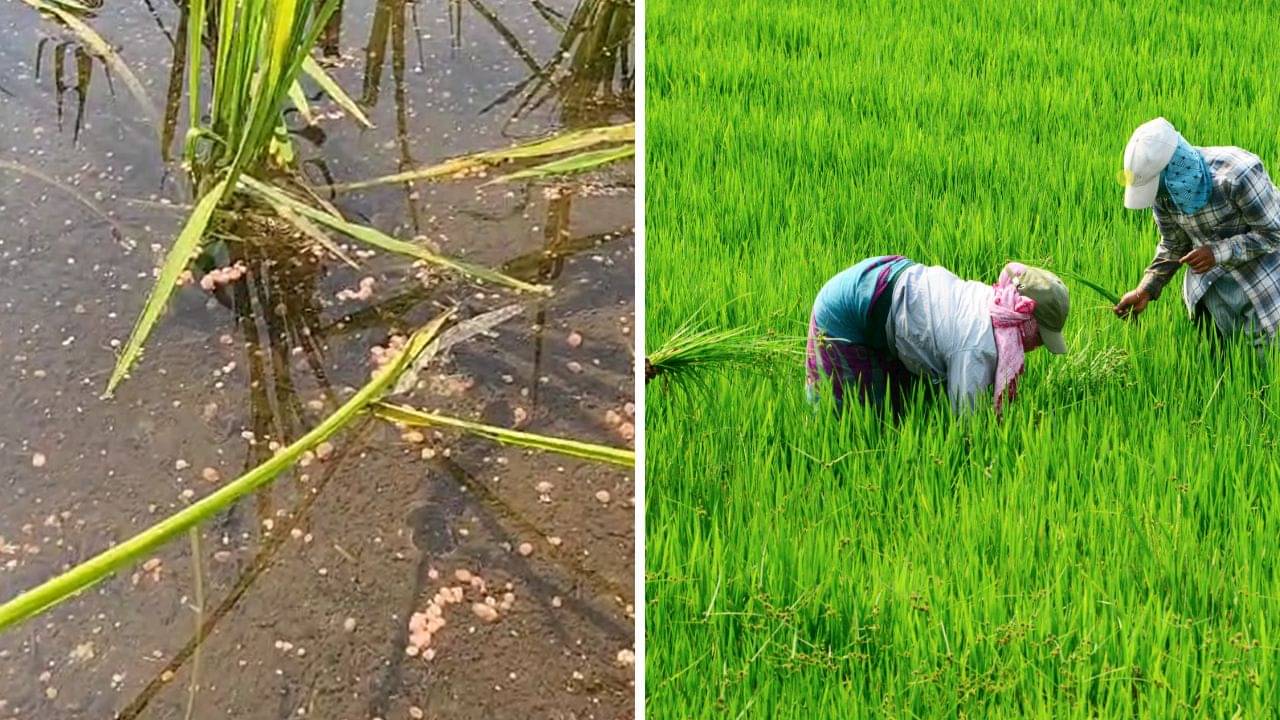 Farming: ১০:২৬:২৬ সারের ওপর জল দিয়েই যা ঘটছে... দৃশ্য দেখে মাথায় হাত ধানচাষিদের, এবছর ধান ফলবে কী করে!
