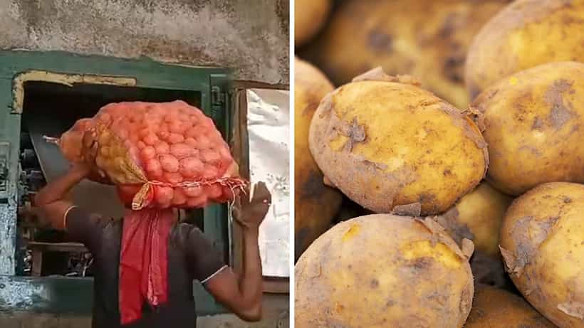 Potato Farming: আলুচাষিদের কপালে ভাঁজ, কিলোমিটারের পর কিলোমিটার জুড়ে শুধুই লাইন, দিন পেরিয়ে রাত হয়ে যাচ্ছে তবু...