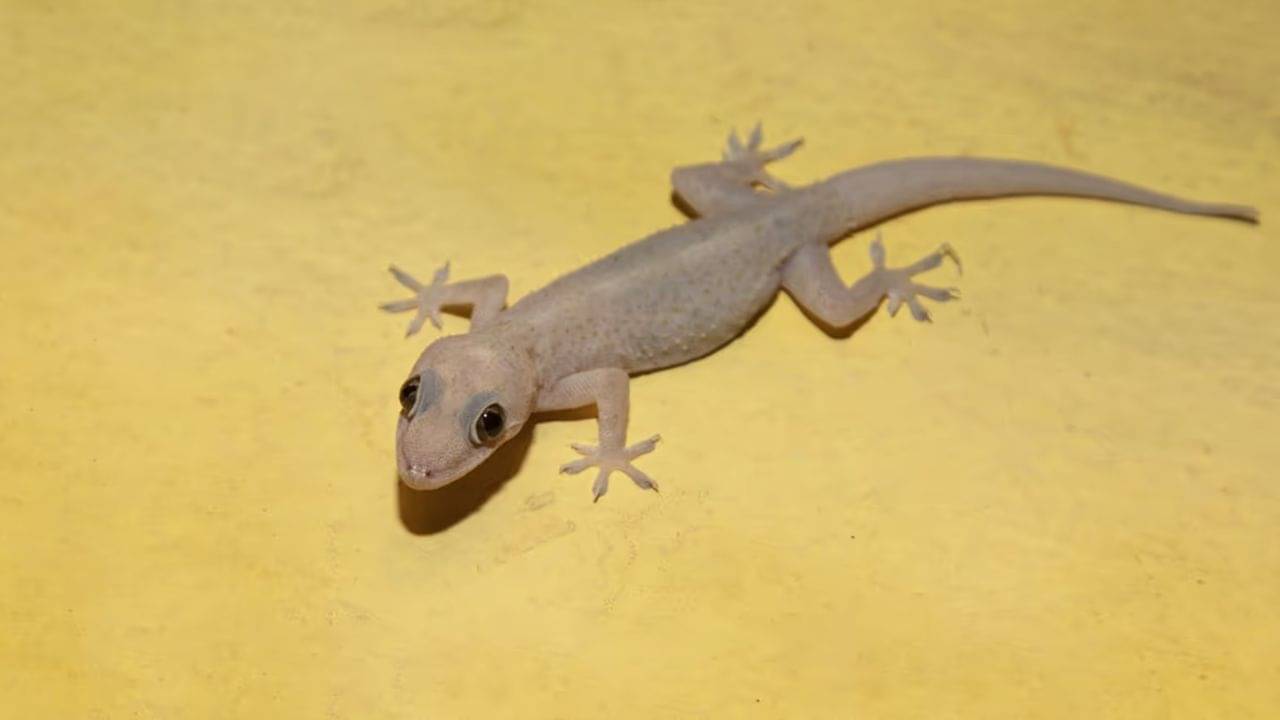 টিকতে দিচ্ছে না টিকটিকি? এই ৫ টোটকায় হবে খেল খতম