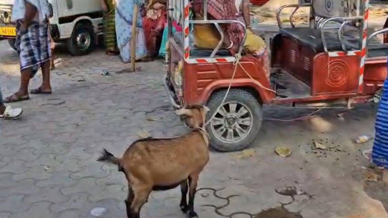 Malda: ছাগলের মুখ বেঁধে সেক্সের চেষ্টা, হাড়হিম ঘটনা এই বাংলায়
