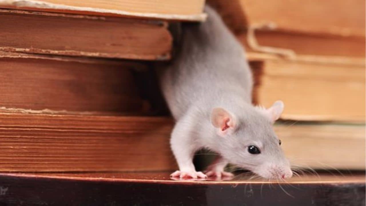 বিষ, কল, আঠালো কাগজ সব ফেল? এবার ইঁদুর পালাবে পোঁ পোঁ করে এই টোটকায়